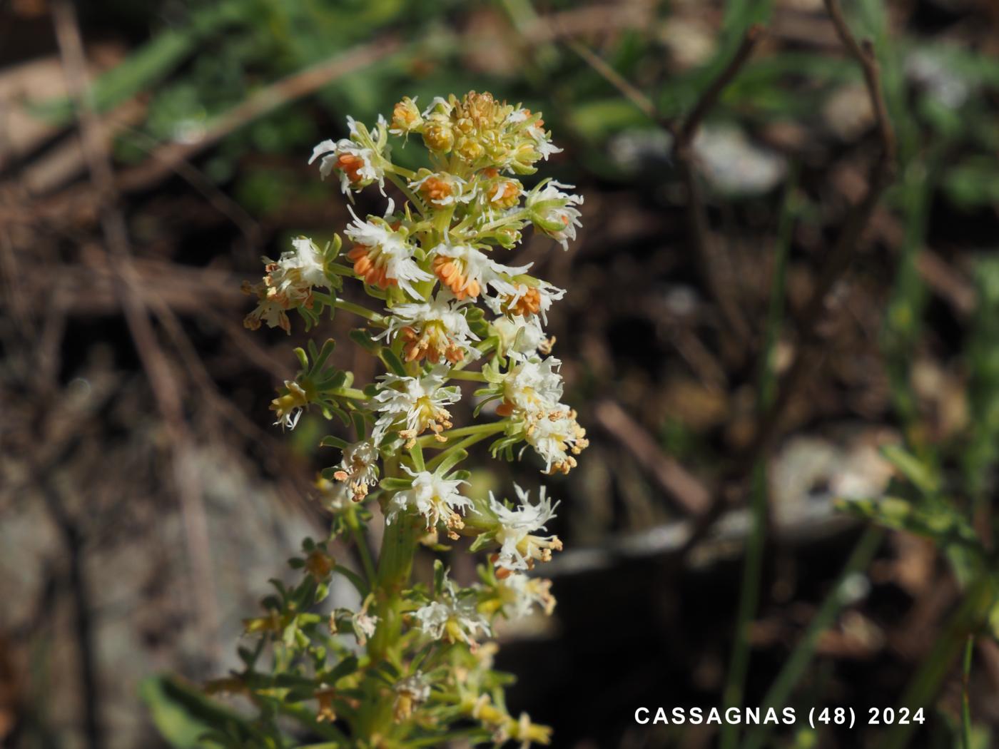 Mignonette of Jacquin flower